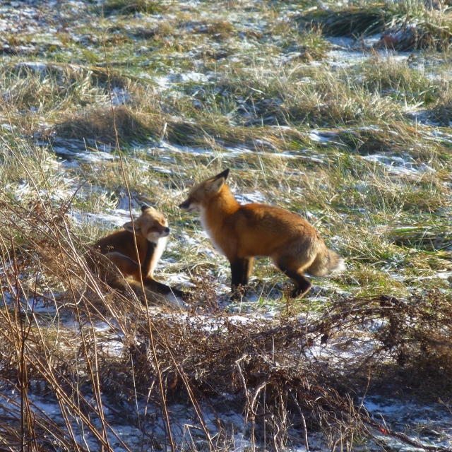 Foxes in the Field